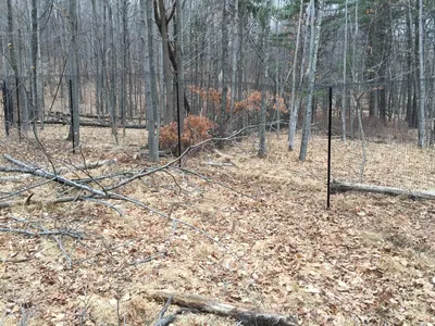 Another view of fallen trees