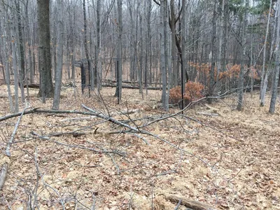 Fallen Trees