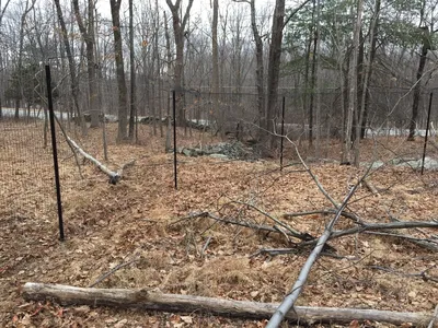 Backyard with felled trees