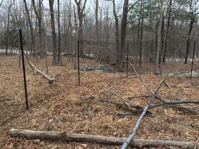 Trees in yard