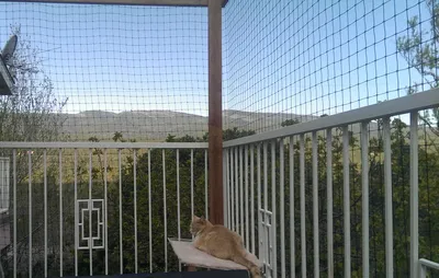 Cat relaxing outside