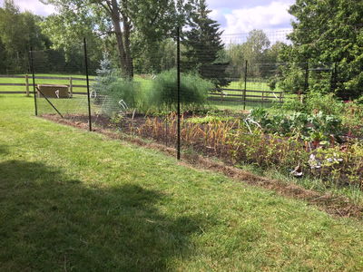 Row of vegetables