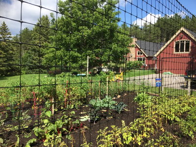 A garden in Summer