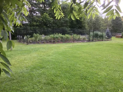 Veggie Garden