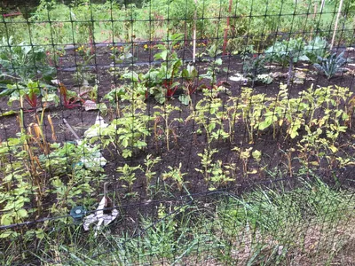 Vegetable Garden