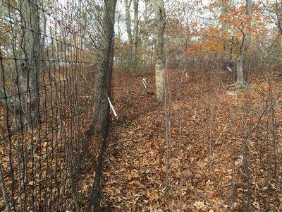 Tress behind a fence