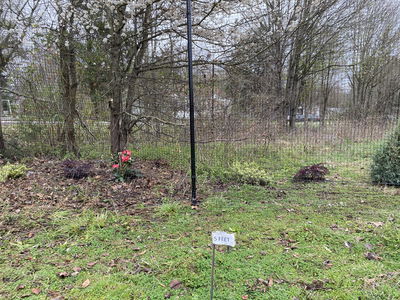 A fenced garden