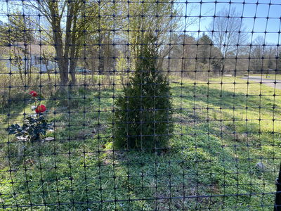 Tree behind fenced area