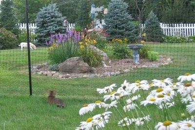 Photo of garden with flowers