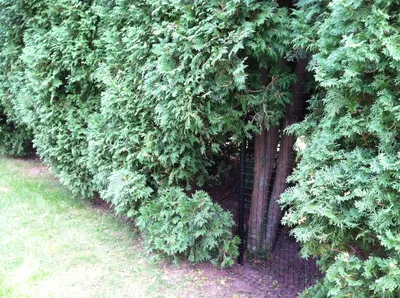 Bushes by sidewalk