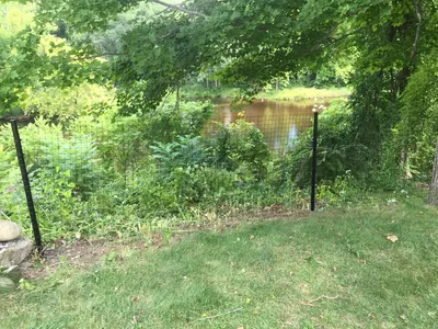 Photo of trees and yard