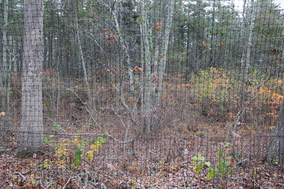 Deer Fence 0 Feet Away