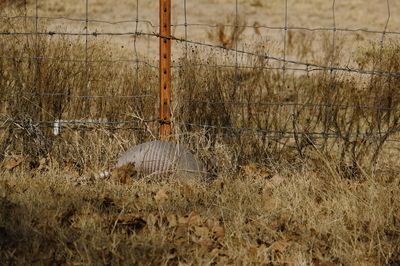 Fence Photo