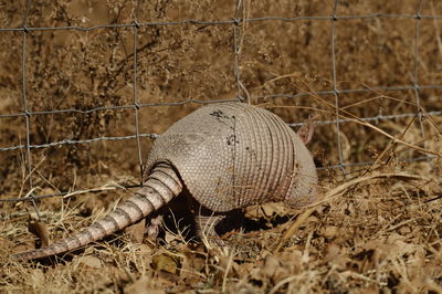 Fence Example