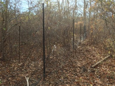 Deer Garden Fence