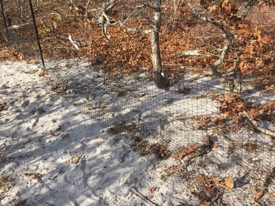 Benners Deer Fencing