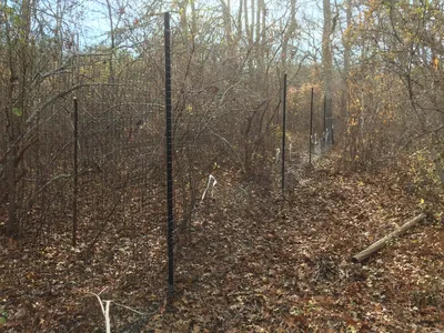 Garden Fence