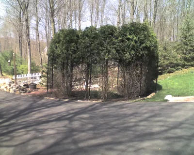 Trees in Walkway