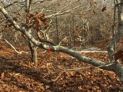 Closeup of Autumn Trees