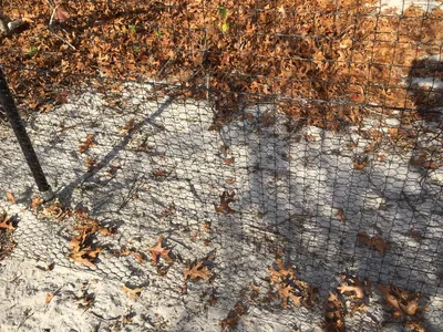 Sandy Area With Fall Trees