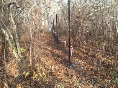 Side Shot of Fence and Trees