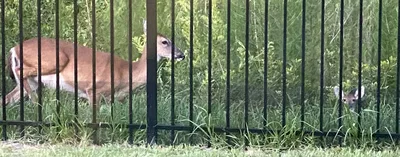 Garden Fencing