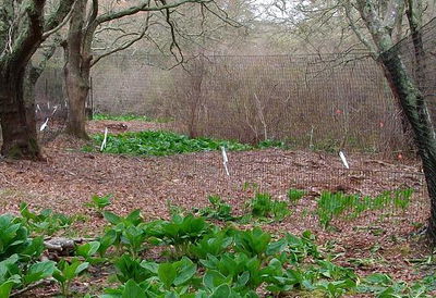 Fence Between Trees