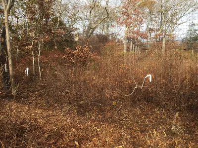 Fence On Forest Trail