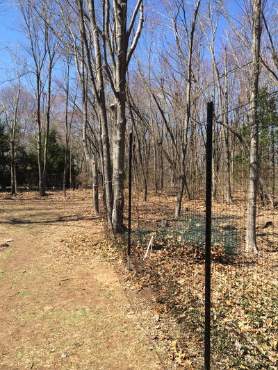 Backyard Deer Fence