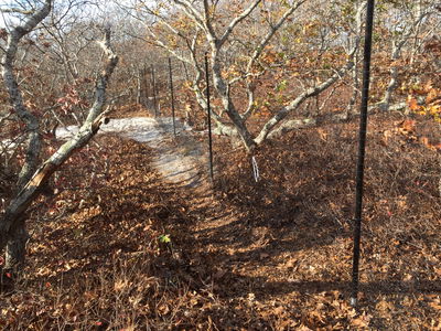 Deer Fencing