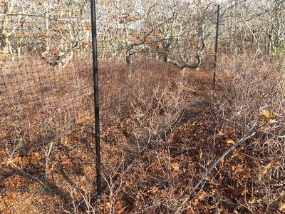 Deer Fencing