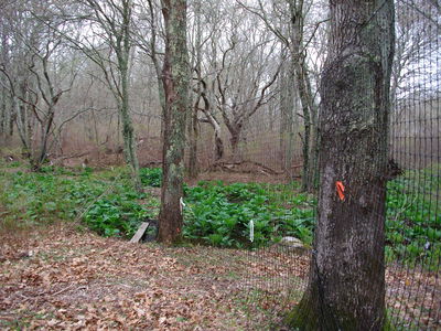 Deer Fence