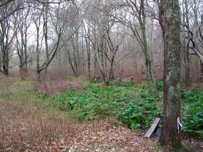 Deer Fence