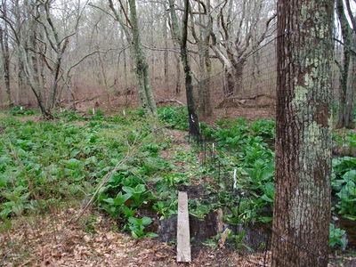 Deer Fence