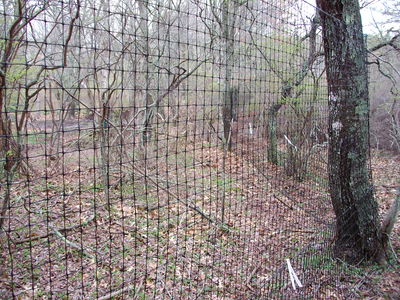 Deer Fence