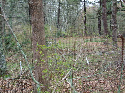 Deer Fence