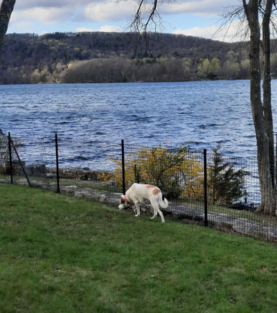 Dog Fence